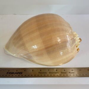 Natural Tan Seashell Home Accent